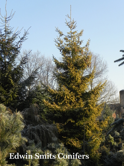 Picea orientalis 'Skylands'